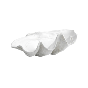Clam Shell – White